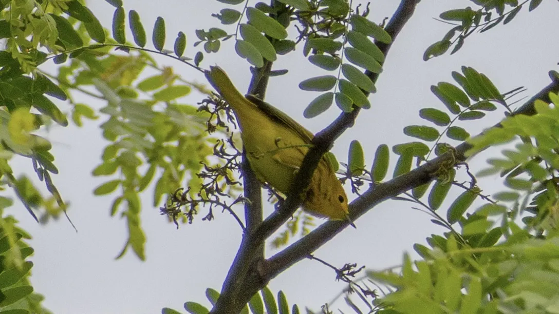  The underside of a yellow bird perched on a y-shaped branch against a canopy backdrop. 
