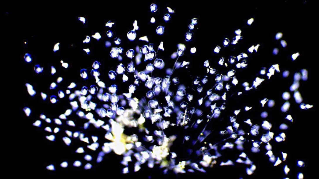 Darkfield micrograph revealing a dense colony of peritrich ciliates glowing bright blue-white against a black background, anchored by delicate, branching stalks.