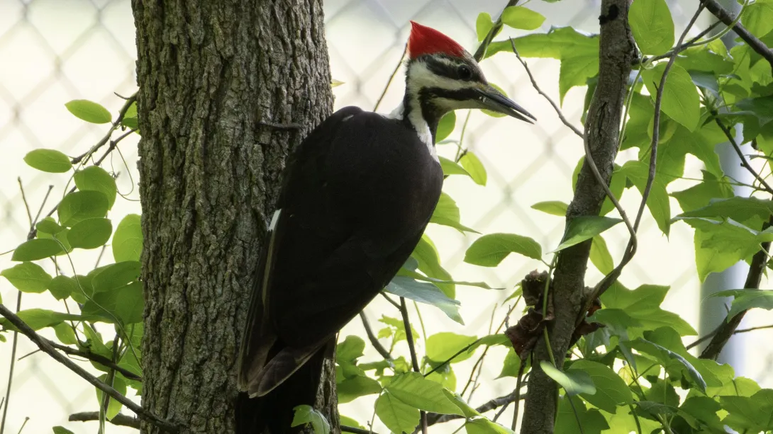 A black bird with a red, white black head stands with its feet gripping the trunk of a small tree.