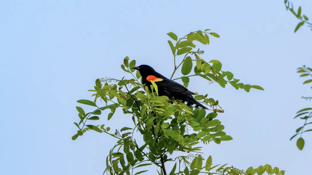 A black bird with red patches on its wings perches at the end of a tree branch amongst green leaves.