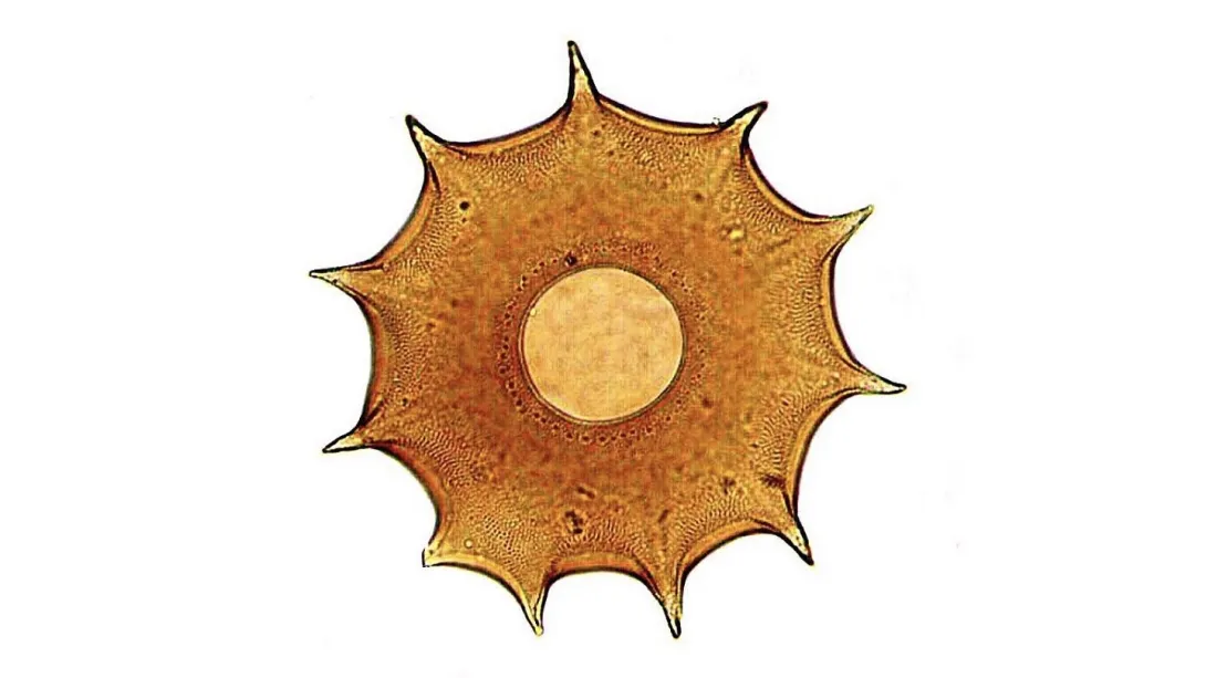 Brightfield micrograph featuring the star-shaped, brownish shell of an Arcella testate amoeba, centered on a stark white background with sharp radial spines around its edge and a central aperture.