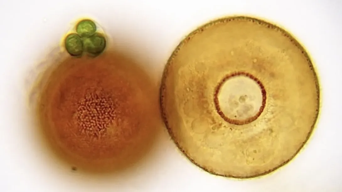 Light micrograph showing two circular, brownish Arcella shells side-by-side on a light background, detailing their central doughnut-like openings and subtle surface texturing.